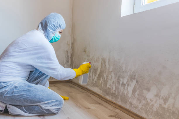 Licensed Mold Inspection service in Deer Park, WA - WQB Mold Removal