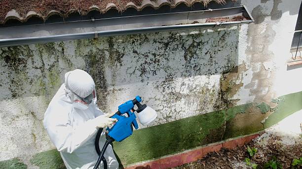 Top rated local Mold Inspection specialists in Deer Park, WA